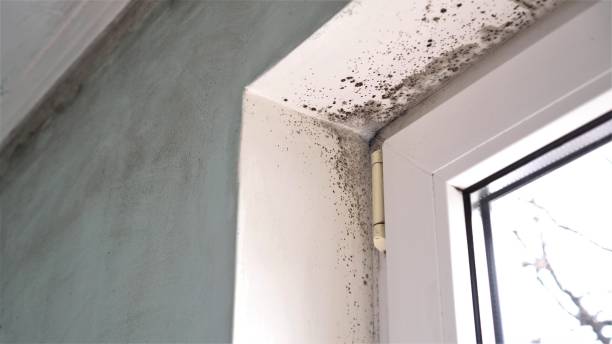 Best White Mold Remediation in Canadian, TX