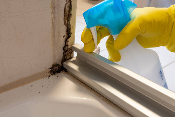 Best Basement Mold Remediation in Canadian, TX