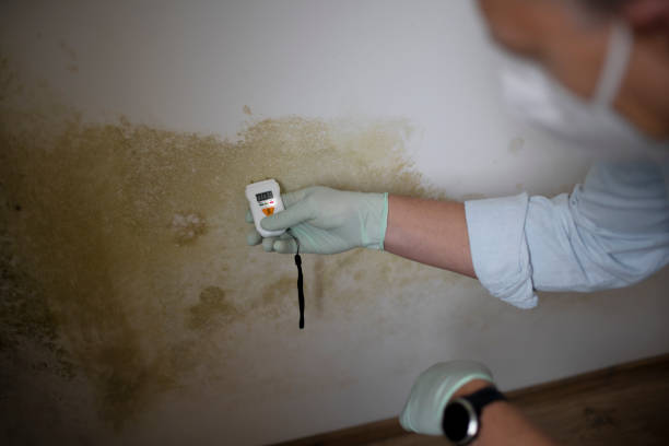 Best DIY Mold Remediation Support Services in Canadian, TX