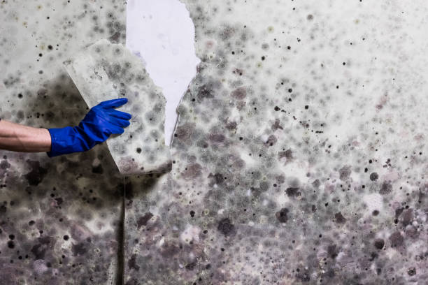 Best Post-Flood Mold Remediation in Canadian, TX